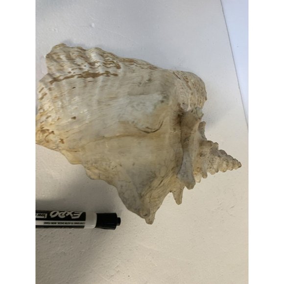 Large Conch Shell Queen Ocean Specimen Pink Sea Shell Fossil Nautical Beach - Picture 11 of 12